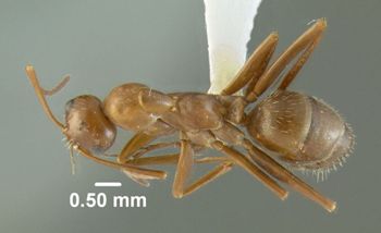 Media type: image;   Entomology 615221 Aspect: habitus dorsal view